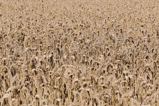 Golden ears of wheat on the field