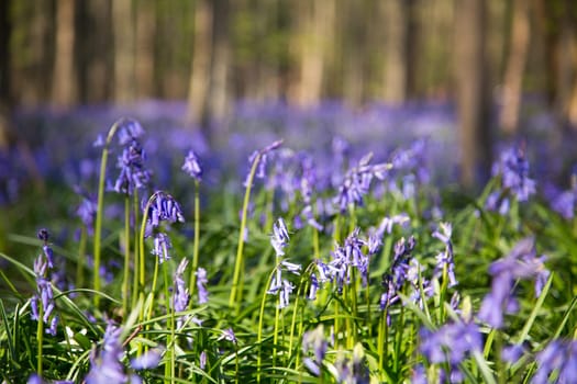 The bluebells flowers during springtime in Hallerbos, Halle, Belgium