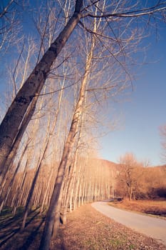 Country road in a poplar trees forest. Country landscape.