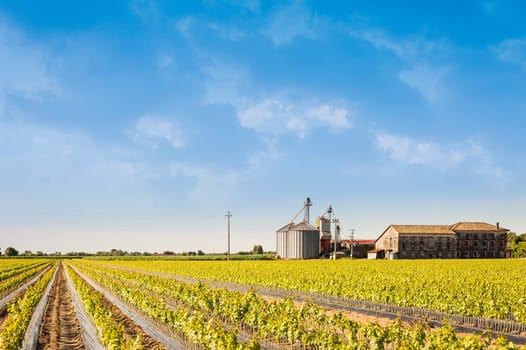Agricultural landscape.Field of young vine.Rooted graft of vine.Silos and abandoned farm.