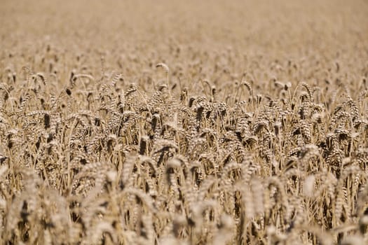 Golden ears of wheat on the field
