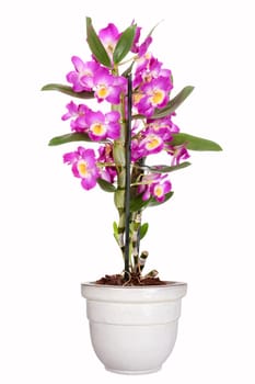 Dendrobium nobile,grape orchid