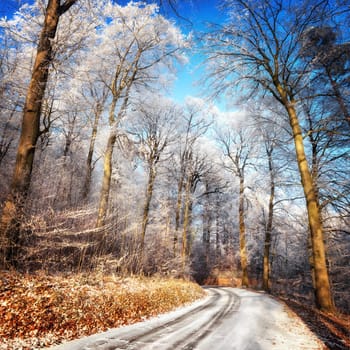 Scenic forest road in winter,with snow and hoarfrost on the trees and clear blue sky