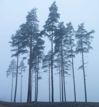 some old tree in the fog on the hill