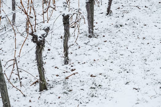 Gnarled vines in the snow of winter with text space