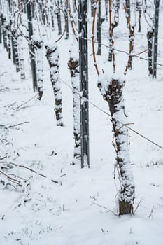 Vines in winter in the snow in portrait format