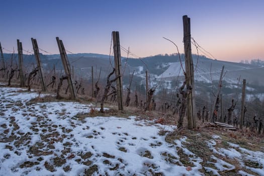 Vineyard in winter with snow at dusk in the morning