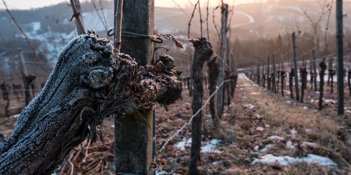 Gnarled vine with ice in winter in sunny light