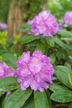 blooming pink rhododendron flowers after rain