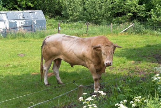 very muscular limousine bull in a dutch meadow