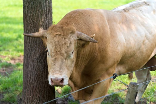 very muscular limousine bull in a dutch meadow