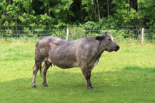 cow in a meadow somewhere in the netherlands
