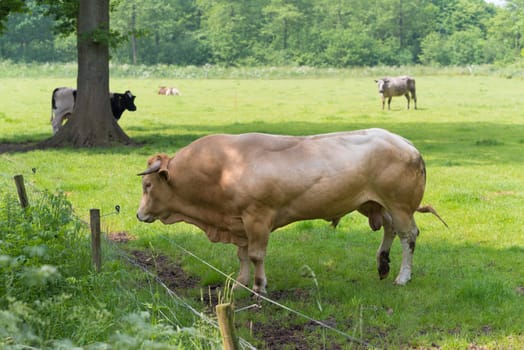 very muscular limousine bull in a dutch meadow