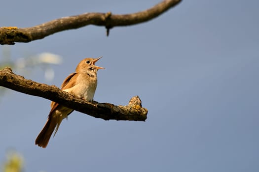 Singing Nightingale