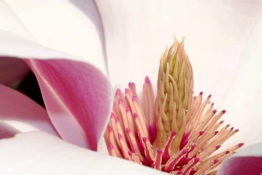 Magnolia blossom