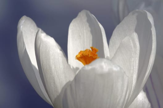 Crocus in spring