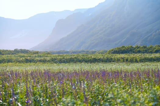 Flora of Kamchatka. Forests and fields. Nature of Kamchatka. Landscapes and magnificent views of the Kamchatka Peninsula.