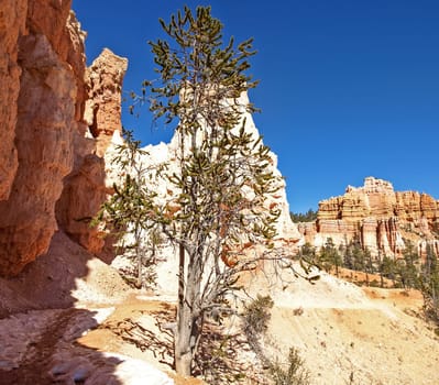 The Bryce Canyon National Park, Utah, United States