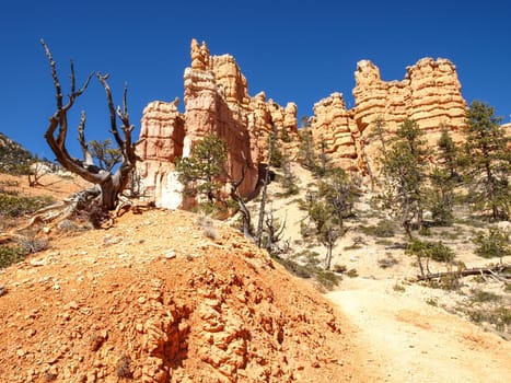 The Bryce Canyon National Park, Utah, United States