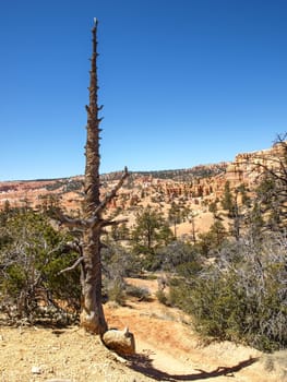 The Bryce Canyon National Park, Utah, United States