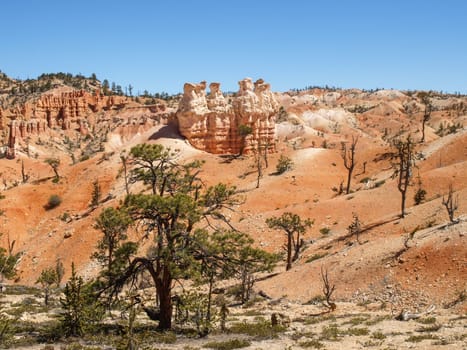 The Bryce Canyon National Park, Utah, United States