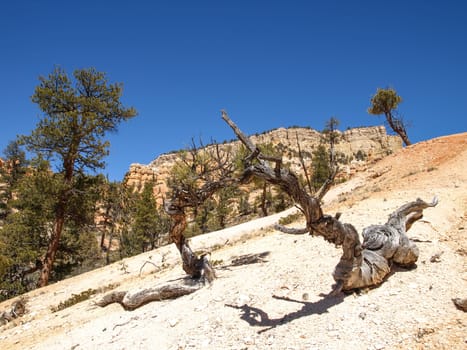 The Bryce Canyon National Park, Utah, United States