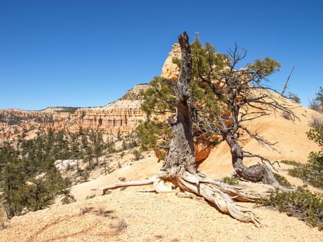 The Bryce Canyon National Park, Utah, United States