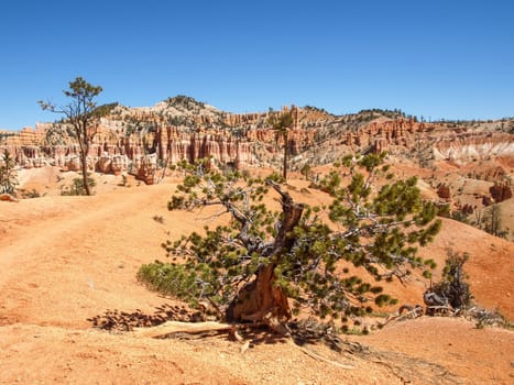 The Bryce Canyon National Park, Utah, United States