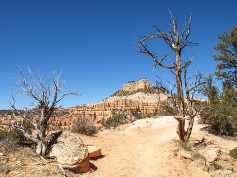 The Bryce Canyon National Park, Utah, United States