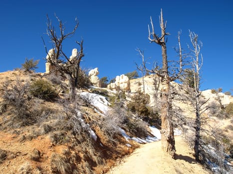 The Bryce Canyon National Park, Utah, United States