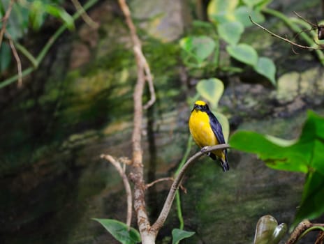 one black and yellow exotic bird sit on a tree and watching
