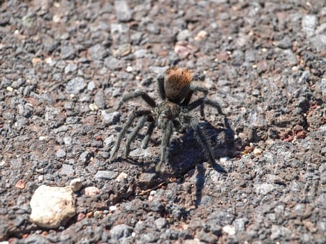 Black Tarantula. Spiders Utah Grand Canyon
