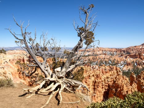 The Bryce Canyon National Park, Utah, United States