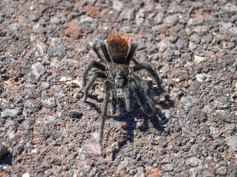 Black Tarantula. Spiders Utah Grand Canyon