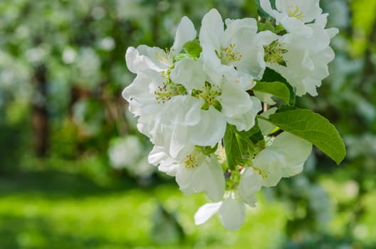 Garden with blossoming apple-trees, a spring landscape