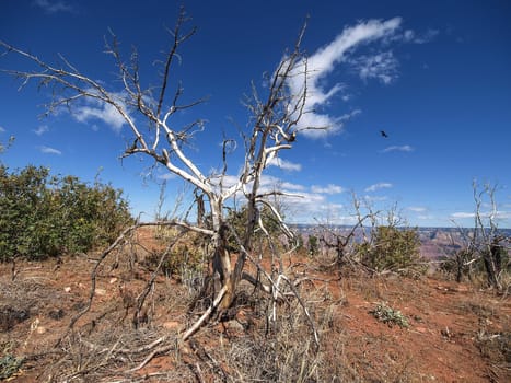 The Grand Canyon. Views of the canyon, the landscape and nature.