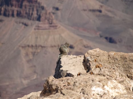 The Grand Canyon. Views of the canyon, the landscape and nature.