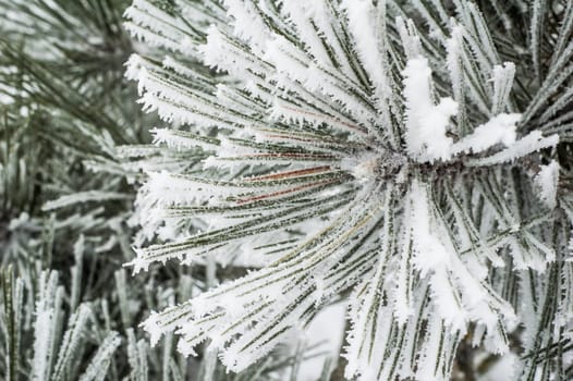 Pine needles covered with frost, close-up