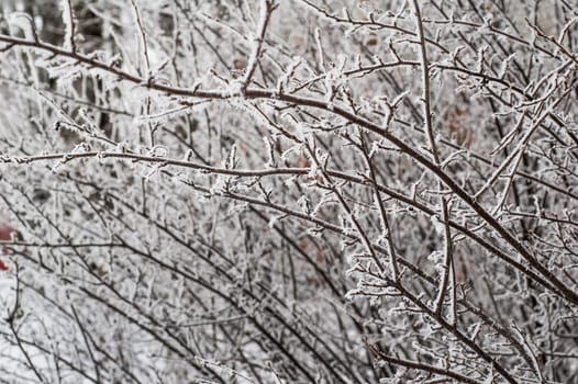 The fog in the winter, the trees covered with hoarfrost