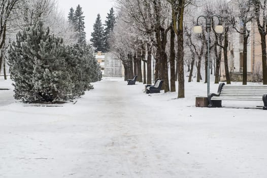 City park in the winter, the trees covered with hoarfrost