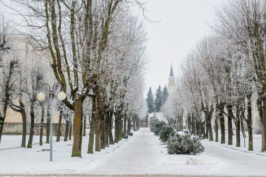 City park in the winter, the trees covered with hoarfrost