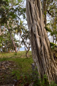 Trunk of a strangler fig in a park with the Indian Ocean in Kenya in Africa