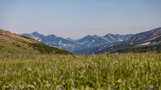 Flora of Kamchatka. Forests and fields. Nature of Kamchatka. Landscapes and magnificent views of the Kamchatka Peninsula.