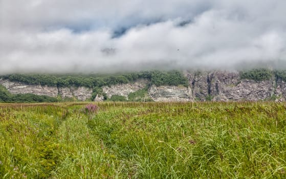 Flora of Kamchatka. Forests and fields. Nature of Kamchatka. Landscapes and magnificent views of the Kamchatka Peninsula.