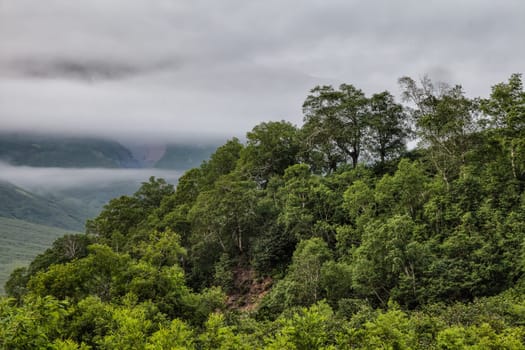 Flora of Kamchatka. Forests and fields. Nature of Kamchatka. Landscapes and magnificent views of the Kamchatka Peninsula.