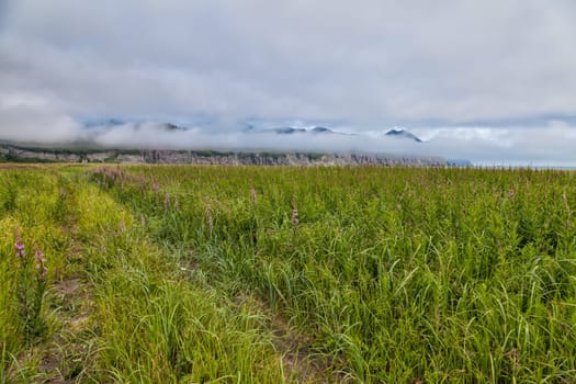 Flora of Kamchatka. Forests and fields. Nature of Kamchatka. Landscapes and magnificent views of the Kamchatka Peninsula.