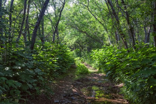 Flora of Kamchatka. Forests and fields. Nature of Kamchatka. Landscapes and magnificent views of the Kamchatka Peninsula.