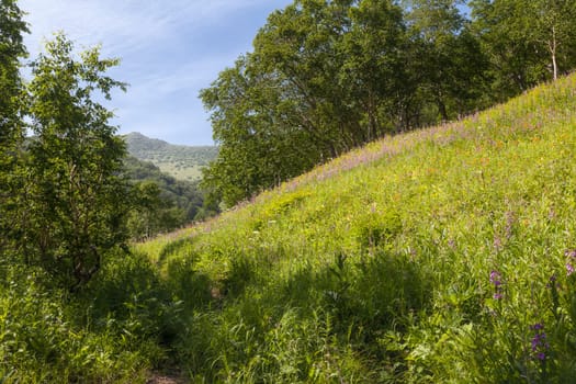 Flora of Kamchatka. Forests and fields. Nature of Kamchatka. Landscapes and magnificent views of the Kamchatka Peninsula.