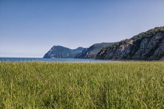Flora of Kamchatka. Forests and fields. Nature of Kamchatka. Landscapes and magnificent views of the Kamchatka Peninsula.