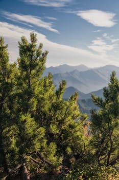 Flora of Kamchatka. Forests and fields. Nature of Kamchatka. Landscapes and magnificent views of the Kamchatka Peninsula.